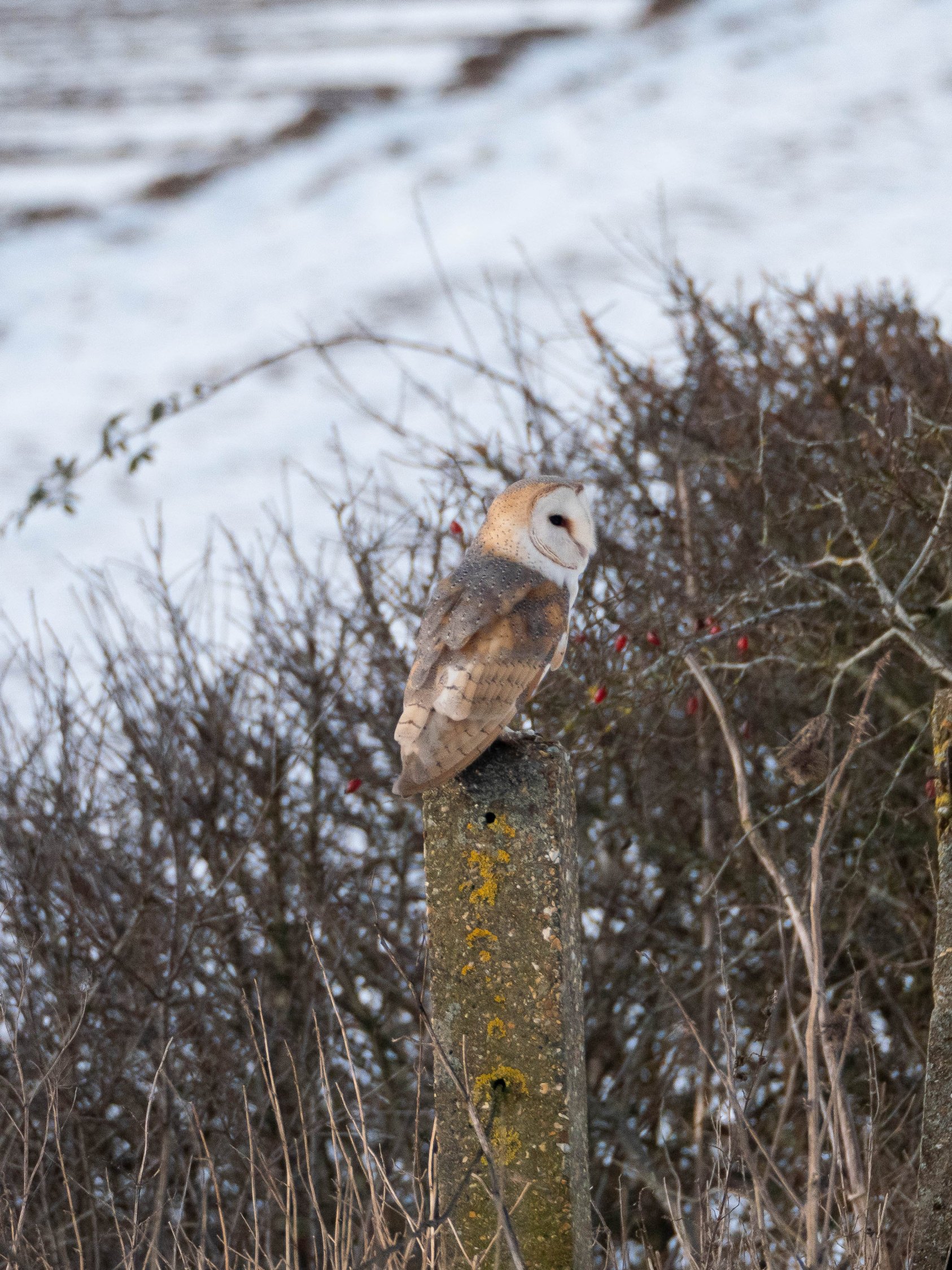 Barn owl on a post, near railway bridge, Ellingham 10/2/2021